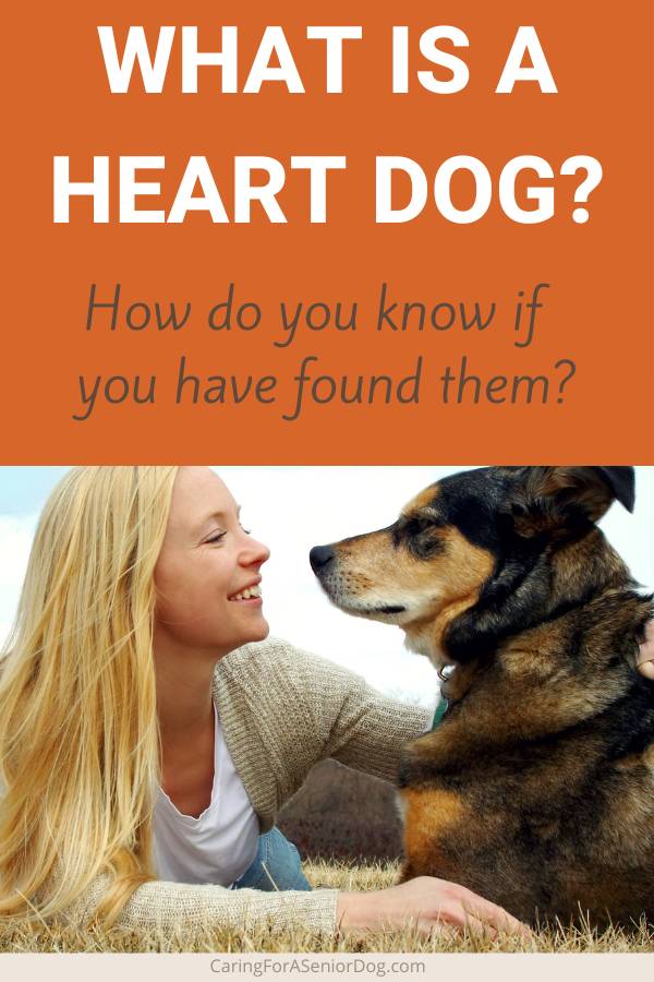 woman lying outside with a dog | what is a heart dog