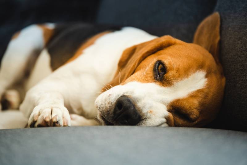 older brown, black and white dog lying on a couch | Signs of Depression in Senior Dogs