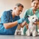veterinarian checking a dog's ear | Everything You Need to Know About Hearing Loss in Older Dogs
