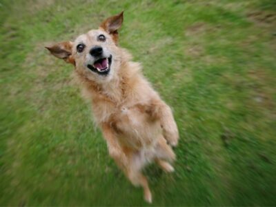 dog jumping up in excitement | 7 Tips for Adopting a Senior Dog