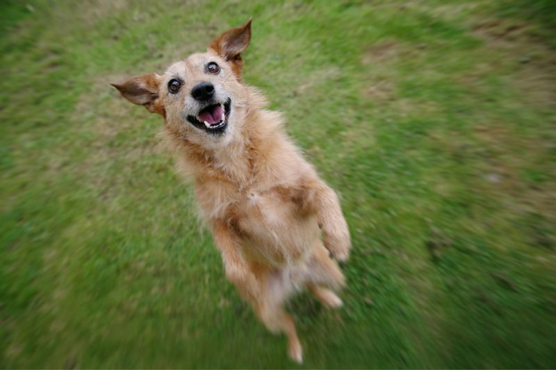 dog jumping up in excitement | 7 Tips for Adopting a Senior Dog