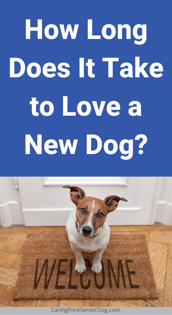 dog sitting on a welcome mat | How Long Does It Take to Love a New Dog?