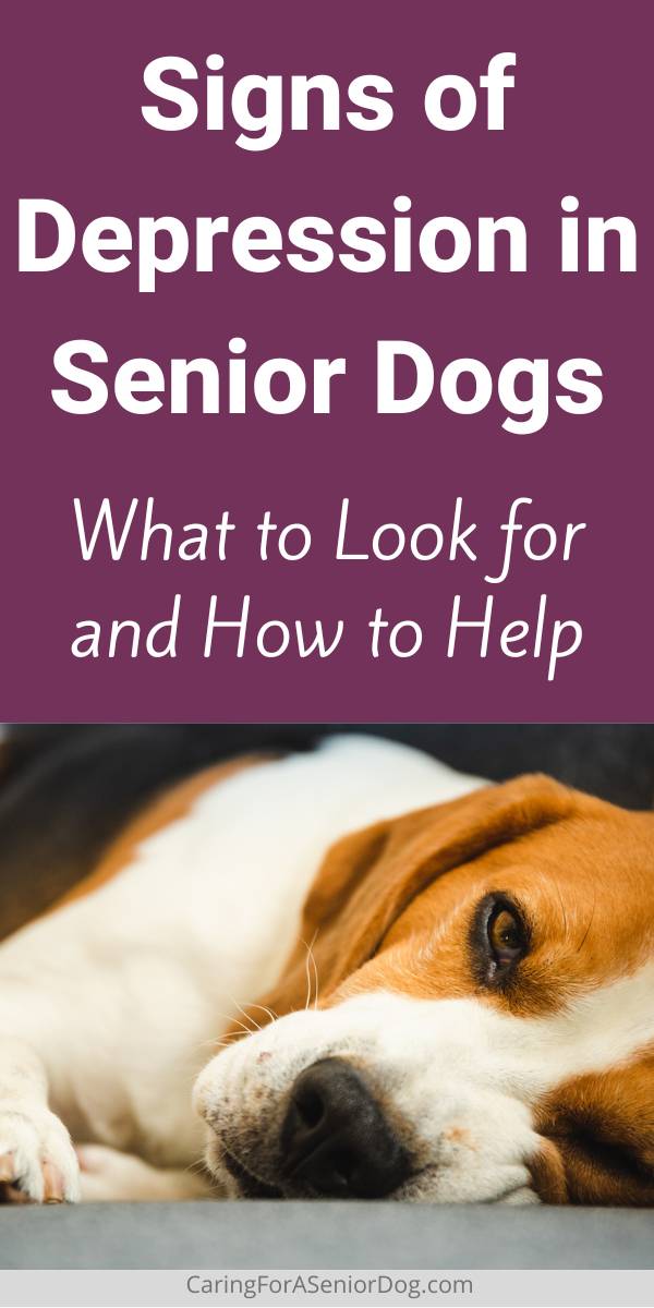 older brown, black and white dog lying on a couch | Signs of Depression in Senior Dogs