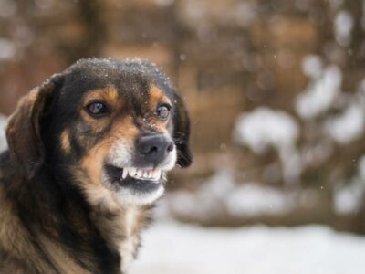 dog growling and baring its teeth | How to Deal With Aggression in Older Dogs