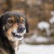 dog growling and baring its teeth | How to Deal With Aggression in Older Dogs