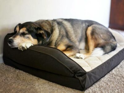 older dog lying in a dog bed | what is hospice care for dogs