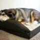 older dog lying in a dog bed | what is hospice care for dogs