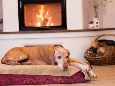 dog lying on bed by the fire