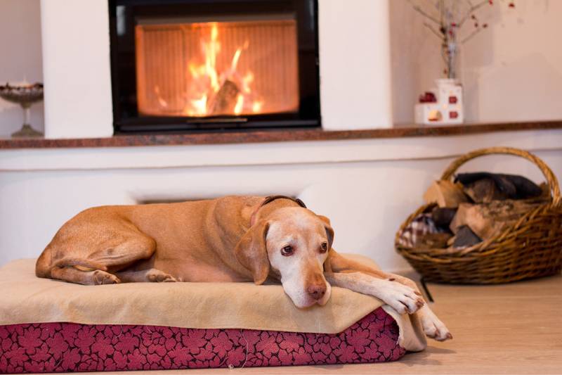 dog lying on bed by the fire