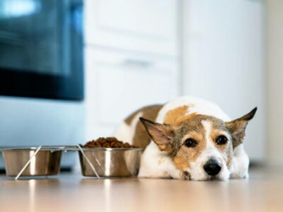 Depositphotos_483422880_828_DaryaSuperstar | What To Do If Your Old Dog Won’t Eat