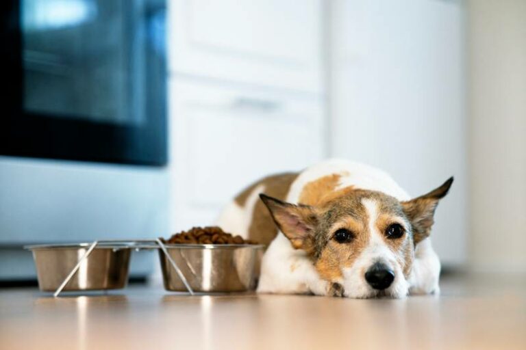 What To Do If Your Old Dog Won’t Eat Caring for a Senior Dog