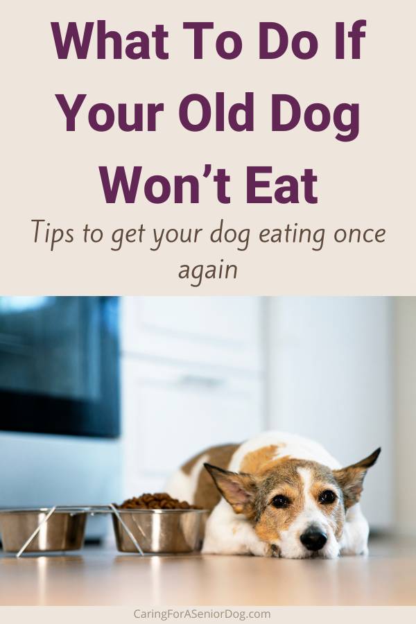 What To Do If Your Old Dog Won’t Eat pin