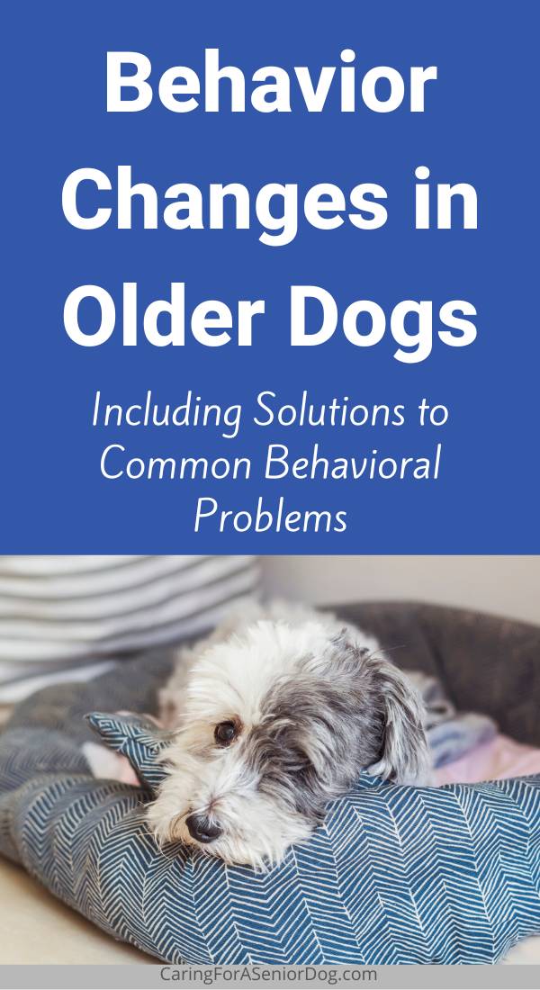 Mental Stimulation for Senior Dogs: Tips to Keep Older Dogs Busy · The  Wildest