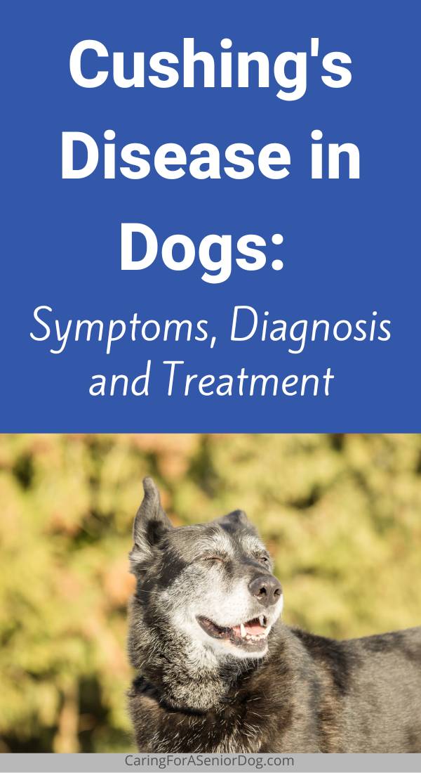 Cushing’s Disease in Dogs: Symptoms, Diagnosis and Treatment - Caring ...