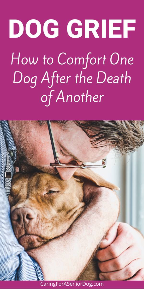 man holding a brown dog in a hug | dog grief how to comfort one dog after the death of another pin