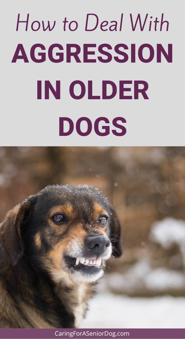 how to deal with aggression in older dogs pin