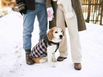 older beagle outside in snow wearing a sweater