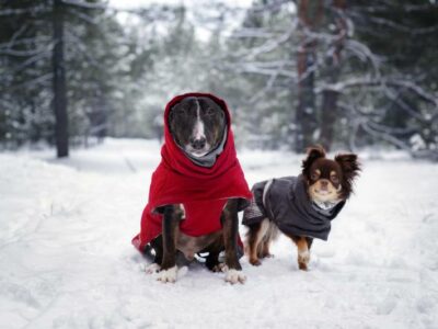 Depositphotos_319602634_ots-photo | Should Old Dogs Wear Coats? What You Need to Know