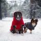 Depositphotos_319602634_ots-photo | Should Old Dogs Wear Coats? What You Need to Know