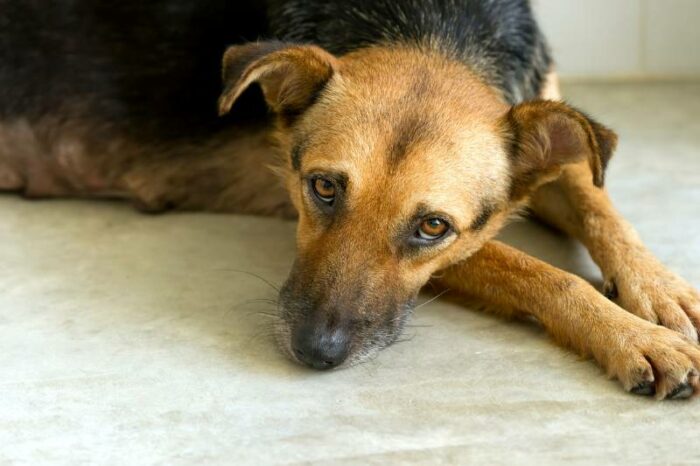 Everything You Need to Know About Seizures in Senior Dogs - Caring for ...