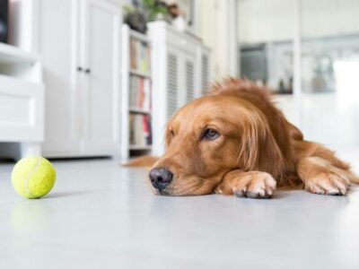 dog lying on the ground looking at a tennis ball