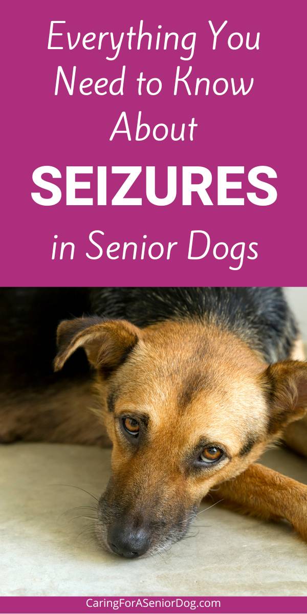 everything you need to know about seizures in senior dogs | Everything You Need to Know About Seizures in Senior Dogs