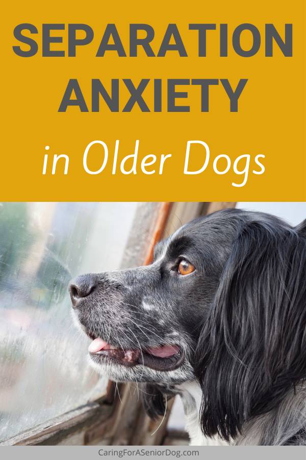 separation anxiety in older dogs pin | Separation Anxiety in Older Dogs