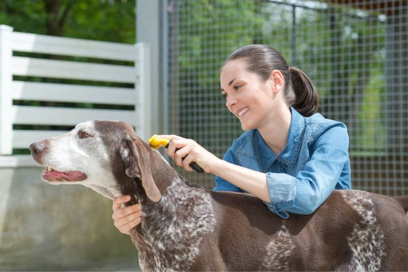woman brushing an older dog with a white face | How to Safely Groom an Old Dog