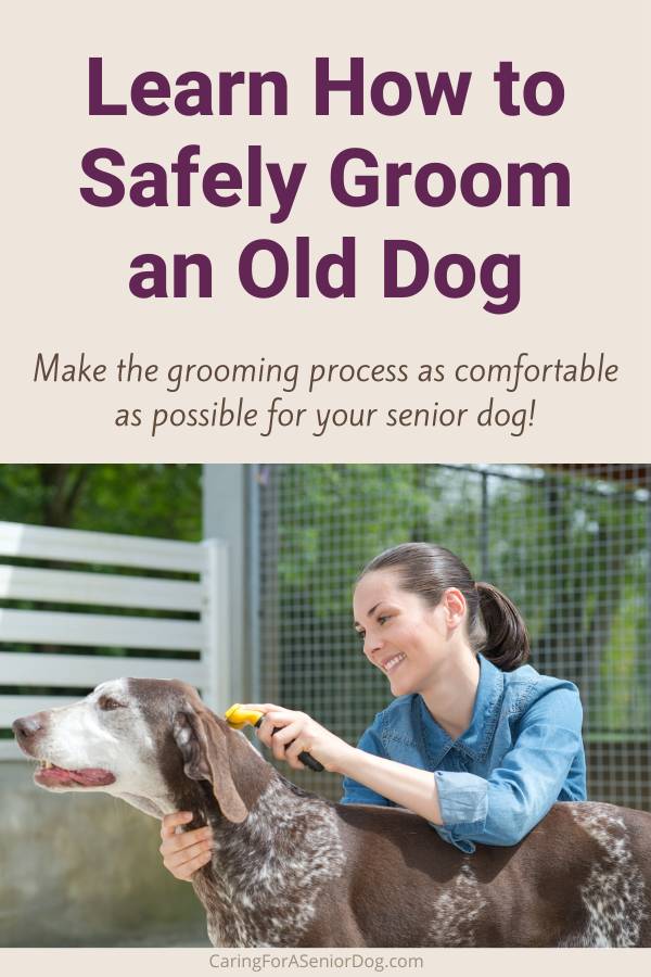 safely groom an old dog pin