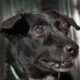 black dog with cloudy eyes and noticeable vision loss | What To Do If Your Old Dog Is Going Blind