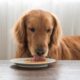 dog licking dog food off a white plate | Everything You Need to Know About Bone Broth For Dogs