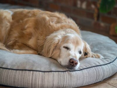 senior golden retriever sleeping on dog bed | Must Have Senior Dog Supplies