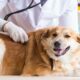 older dog being examined by a veterinarian | Anesthesia for Older Dogs: Is it Worth the Risk?